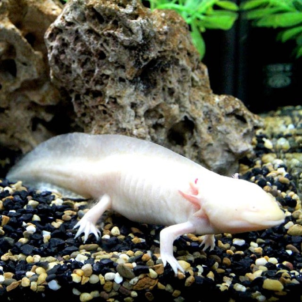 Ambystoma mexicanum albino Axolotl albino SM KrabbenKreeftenGarna